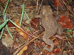 Settecento rospi bufo bufo salvati al Campo dei fiori