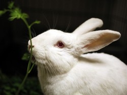 Conigli animali&nbsp; d’affezione Un microchip li protegger&agrave;