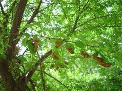 Aiuto, negli Stati Uniti c’&egrave; l’invasione di cicale
