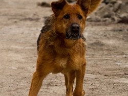 Investe il cane e non si ferma Multa per omissione di soccorso