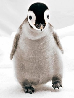 Scatta l’allarme in Patagonia: i pinguini perdono le penne