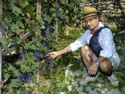 Troppi danni per i cinghiali “Abbattiamoli una volta per tutte”