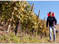 Vino, Italia primatista mondiale D&agrave; lavoro a 1,2 milioni di persone