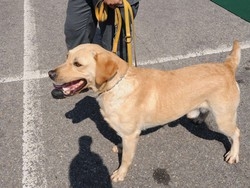 La Gdf&nbsp;e i cani che fiutano i soldi
