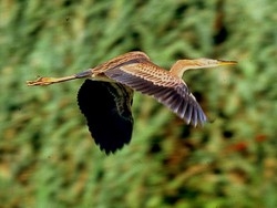 Varese, sei nidi d’airone rosso Uno spettacolo mai visto cos&igrave;