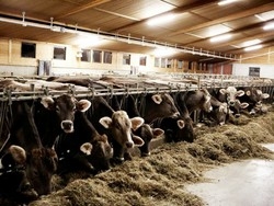 Caldo, l’afa stressa le mucche: danno il 10% di latte in meno