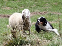 Divertimento con lo sheepdog