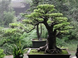 Giallo dei bonsai spariti Denunciato l’uomo con il cane