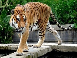 Bioparco di Cumiana    Emozioni dal vivo