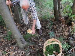 E’ agosto ma sembra autunno E i varesini vanno gi&agrave; a funghi