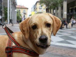 Parruchiere e psicologo? In vacanza sono per Fido
