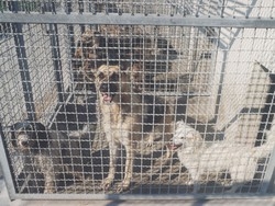 Truffa sul web Animali venduti a rate