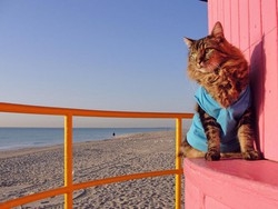 I giudici: gatti animali sociali Via libera nei condomini