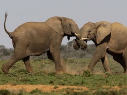 Non li guida solo l’istinto Gli animali provano piacere
