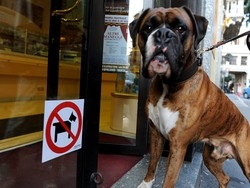Quattrozampe sul divieto nei bar “Varese non ama i cani”