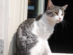 Cercasi Sugar disperatamente A&nbsp;Varese il giallo di un gattino