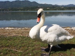 Giovane cigno ferito da un’esca Allarme a Varese: “Sono a rischio”