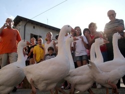 Varese, proteste per oche e asini Ma il Palio non pu&ograve; farne a meno?