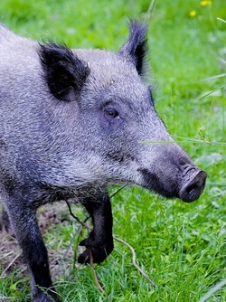 Cinghiali, scorpacciata di mais Allarme in Valcuvia e Valceresio