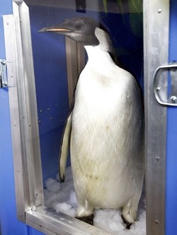 Il pinguino vagabondo Happy Feet da New Zealand torna in Antartide