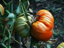 Il 54% dei pomodori &egrave; sempre pi&ugrave; padano