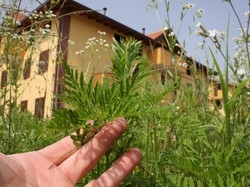 Varese, l’ambrosia non si ferma Picchi massimi in questi giorni
