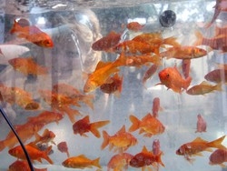 Cane e gatto ma non solo Nasce il “club del pesce rosso”