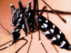 VACCINAZIONI E ABITI PESANTI L’INCUBO E’ LA ZANZARA TIGRE