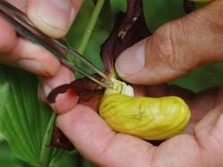 Le orchidee delle Orobie Domenica stand in Piazza Vecchia
