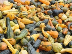 Dal latte di asina alla zucca gialla ecco come farsi belle con la natura