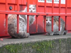 Gatti fluorescenti per studiare l’Hiv