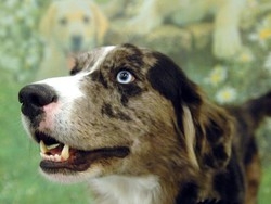 Appuntamenti di domenica 25 Chiuduno: Dog show del bastardino