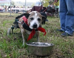Peggy corre con&nbsp;la “carrozzina” Ed &egrave; la star della sfilata di cani