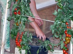 L’orto si coltiva sul balcone di casa Migliaia i terrazzi in Bergamasca