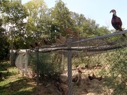 Raid animalista nell’allevamento Liberati cinquemila fagiani