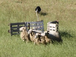 A Suisio campionato  di Sheep Dog