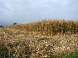 Grazie a un gene del mais superpiante per biocarburanti
