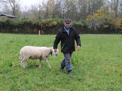 Il pastore sardo a Varese Via dal Sud per fede leghista