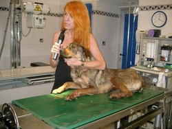 Montichiari, contro il lager dei cani anche l’ex ministro Brambilla