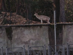 Toh, un daino in centro Varese Code e curiosit&agrave; in via Verdi