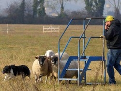Tricolori Sheepdog Vince Fini a Suisio