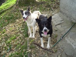 Cane impiccato sotto un ponte “Lo hanno fatto per invidia”