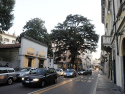 Il piantone di Varese rischia grosso &laquo;Mai visto un&nbsp;guarire dai funghi…&raquo;&nbsp;