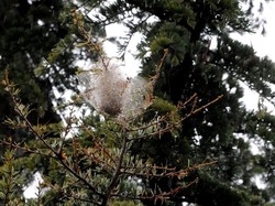 Vietato giocare in giardino A Varese rischio processionaria