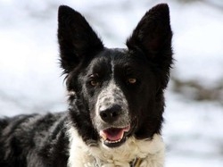 Gare sheepdog a Torre de’ Busi