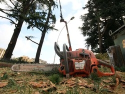 Abbattuti i cedri in centroPiazza Repubblica&nbsp;resta vuota