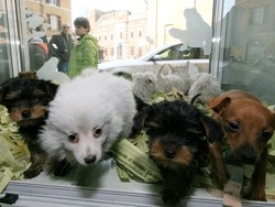 Fiera del cucciolosenza autorizzazione