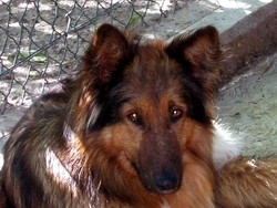 Cani killer, altre aggressioni"Ma la polizia non sparer&agrave;"
