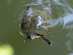 Tartarughine d’acqua dolce:animali delicati, non un gioco