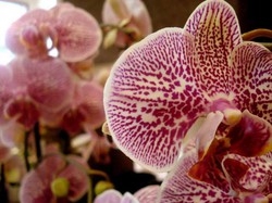 Musica e orchidee a Roncobello